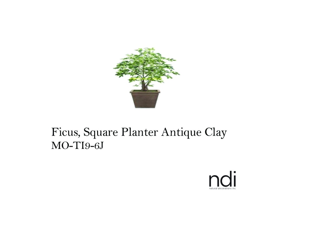 FICUS, SQUARE PLANTER ANTIQUE CLAY