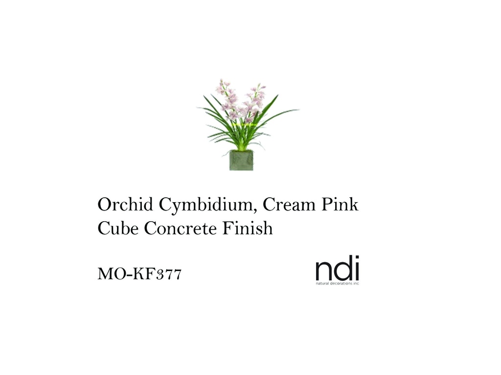 ORCHID CYMBIDIUM, CREAM PINK, CUBE CONCRETE FINISH