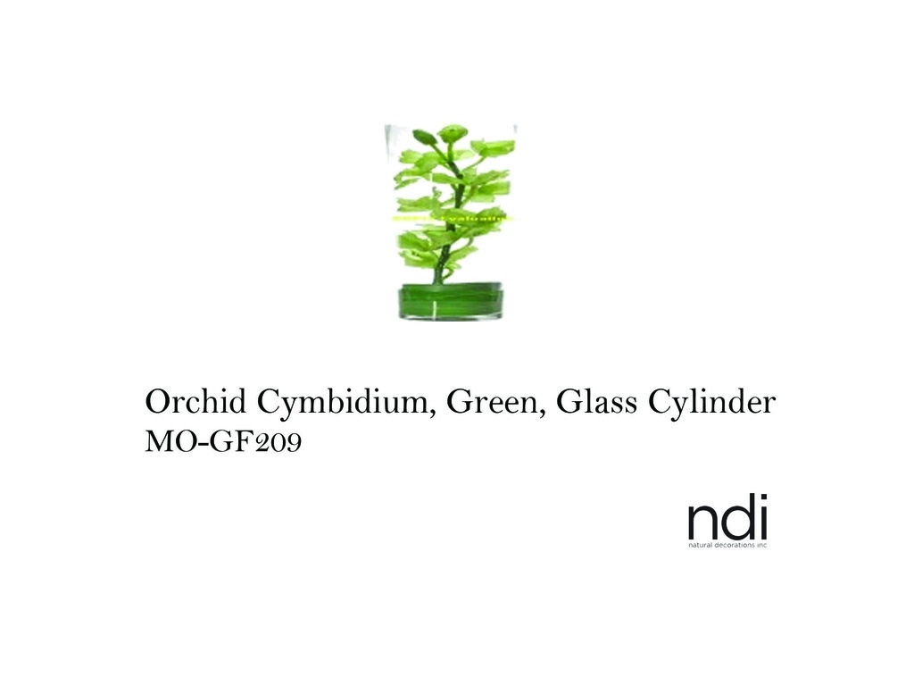 ORCHID CYMBIDIUM, GREEN, GLASS CYLINDER