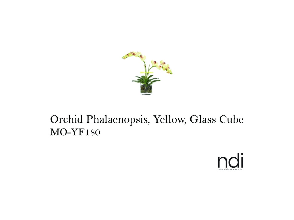 ORCHID PHALAENOPSIS YELLOW GLASS CUBE