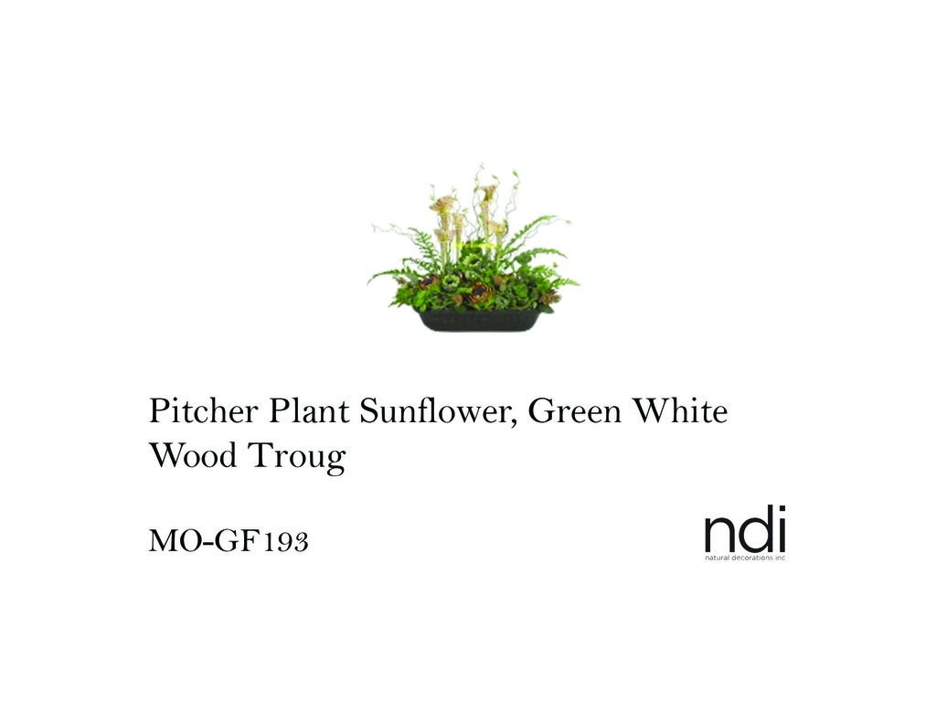 PITCHER PLANT SUNFLOWER, GREEN WHITE, WOOD TROUGH