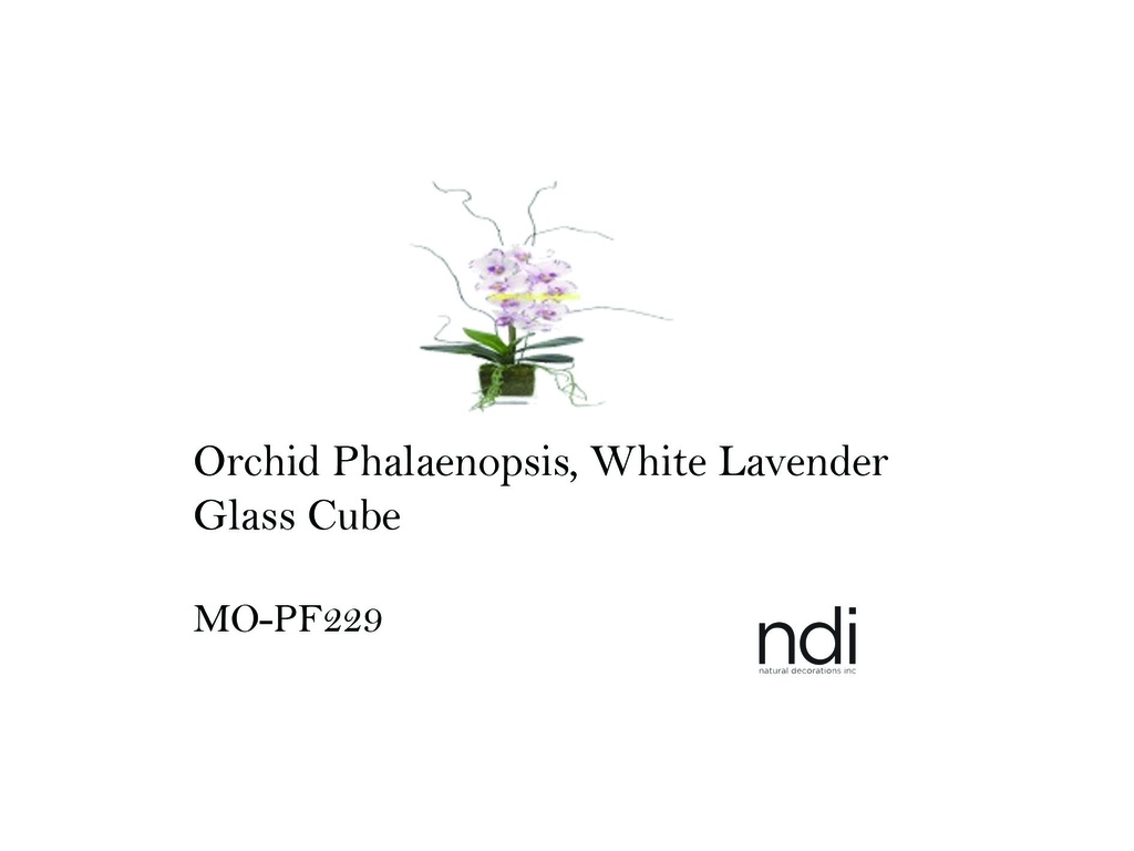 ORCHID PHALAENOPSIS, WHITE LAVENDER, GLASS CUBE