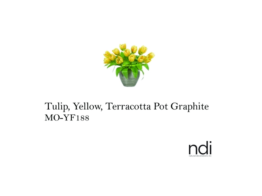 TULIP, YELLOW, TERRACOTTA POT GRAPHITE