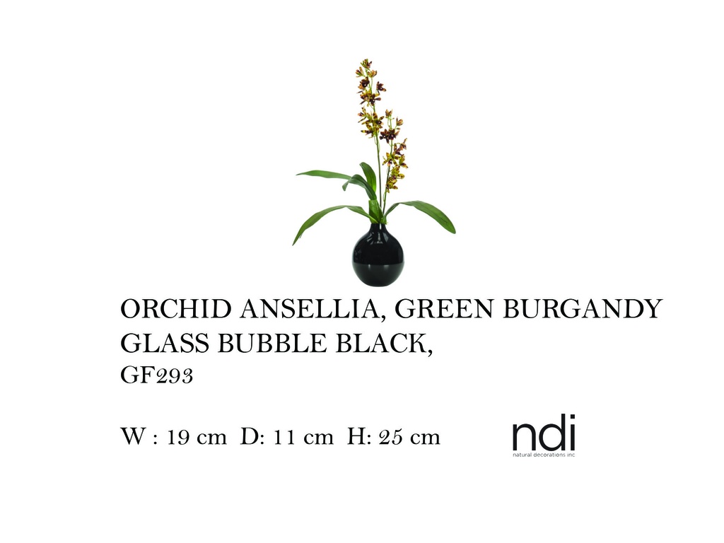 ORCHID ANSELLIA