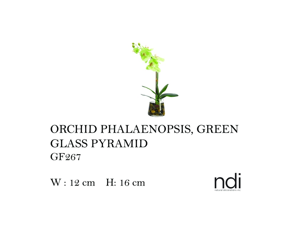 ORCHID PHALAENOPSIS PYRAMID