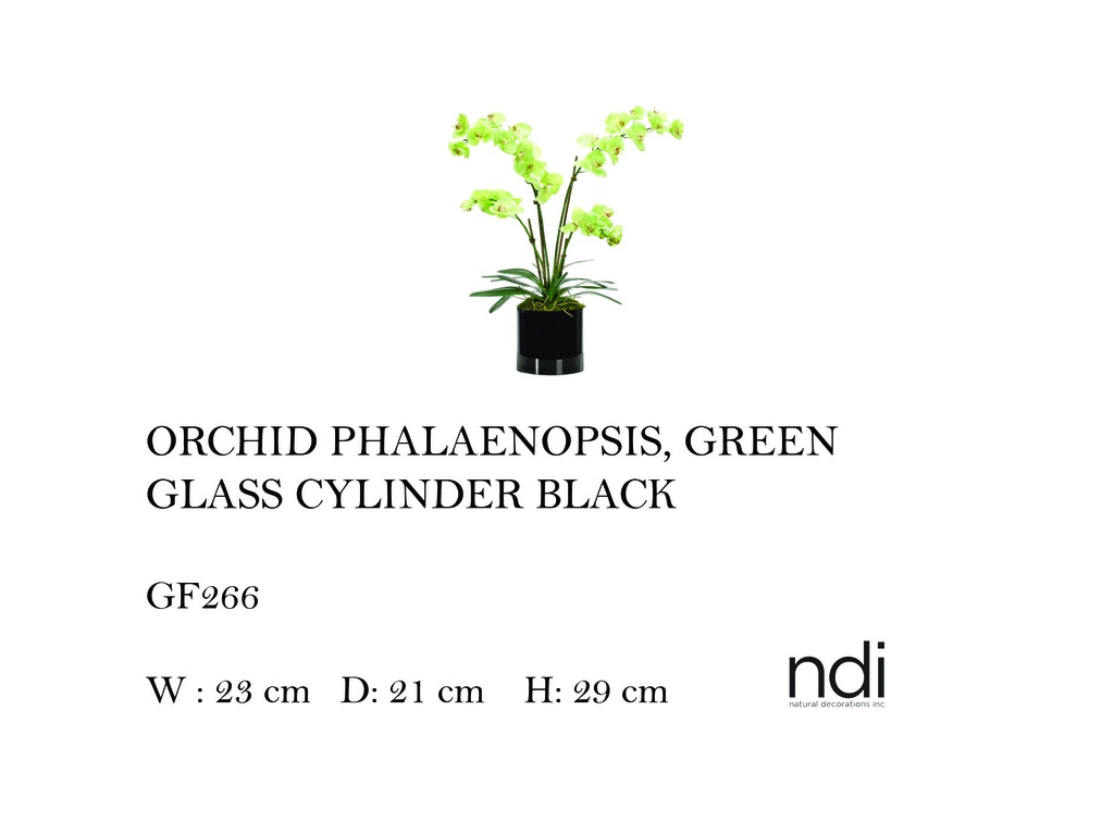 ORCHID PHALAENOPSIS GLASS CYLINDER