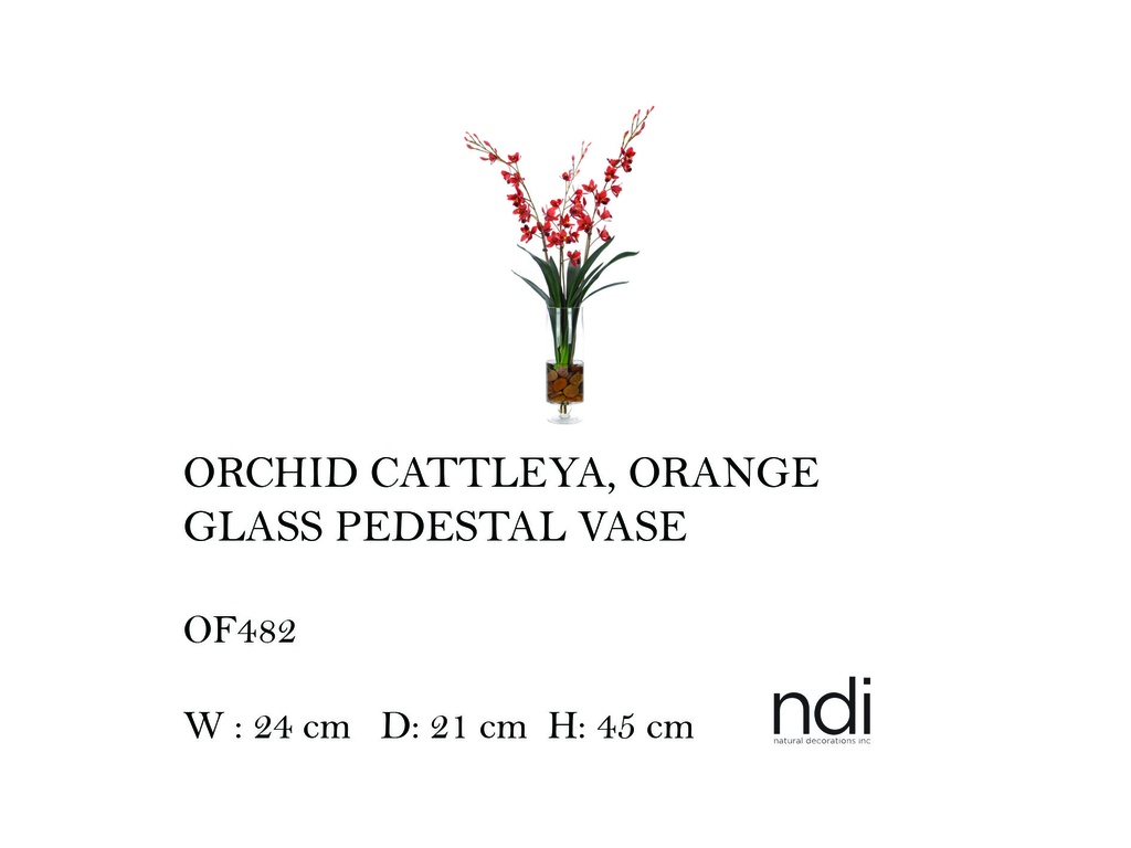 ORCHID CATTLEYA, ORANGE, GLASS PEDESTAL VASE