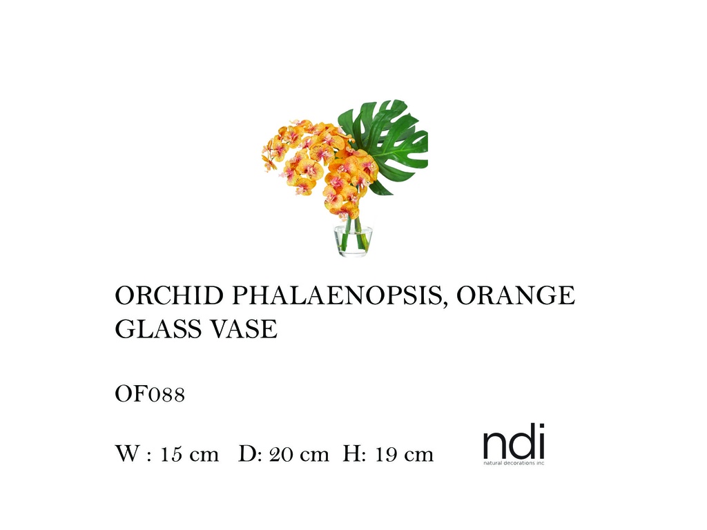 ORCHID PHALAENOPSIS, ORANGE, GLASS VASE