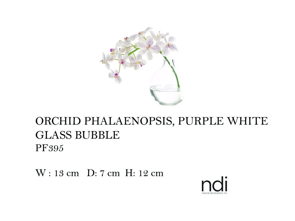 ORCHID PHALAENOPSIS, PURPLE WHITE, GLASS BUBBLE,