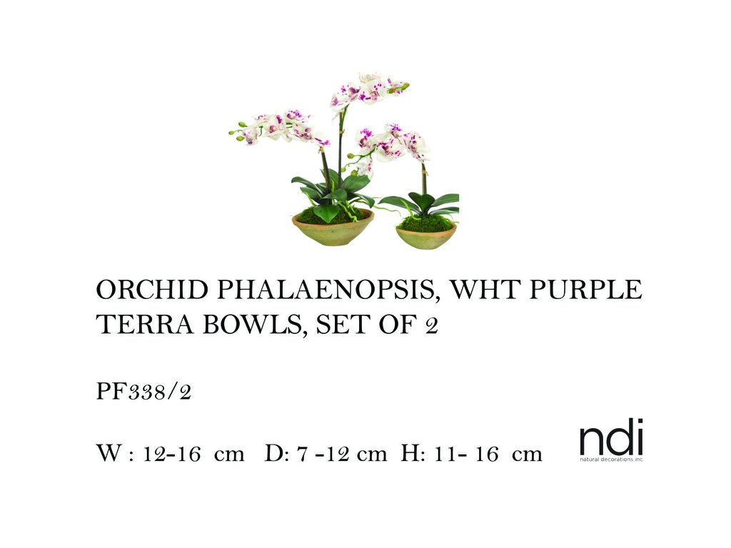 ORCHID PHALAENOPSIS, WHT PURPLE, TERRA BOWLS
