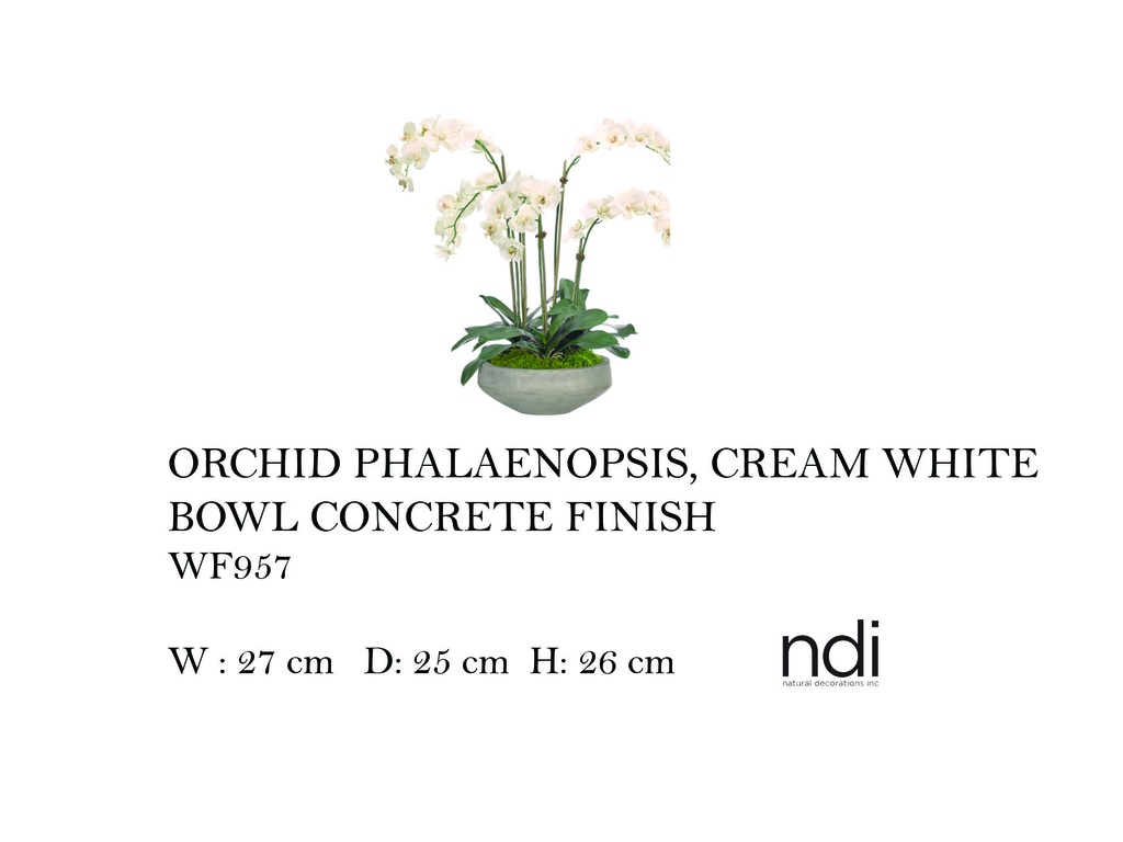 ORCHID PHALAENOPSIS, CREAM WHITE, BOWL CONCRETE FINISH,