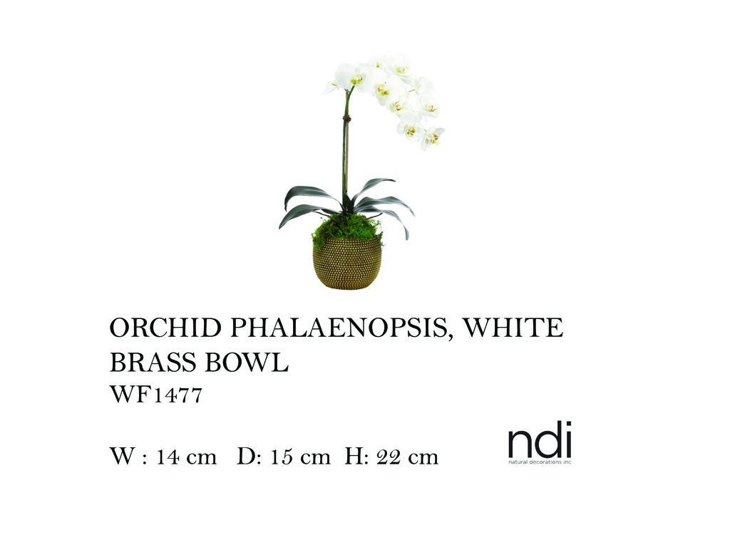 ORCHID PHALAENOPSIS, WHITE, BRASS BOWL