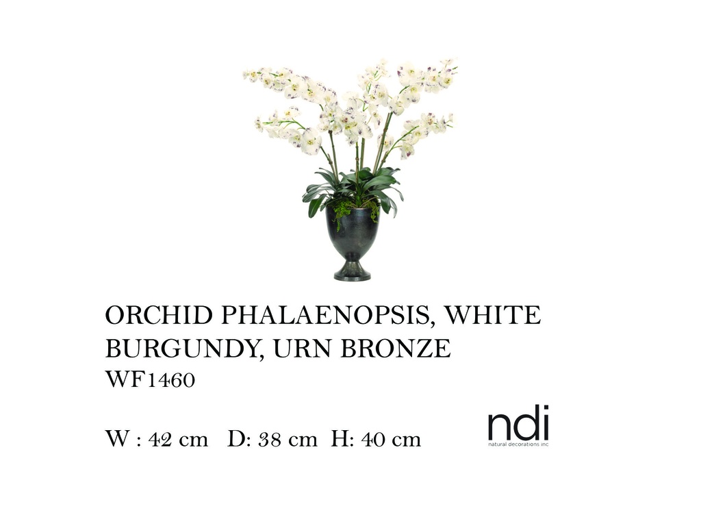 ORCHID PHALAENOPSIS, WHITE BURGUNDY, URN BRONZE,