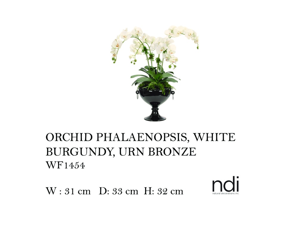 ORCHID PHALAENOPSIS, WHITE, PORCELAIN URN BLACK,