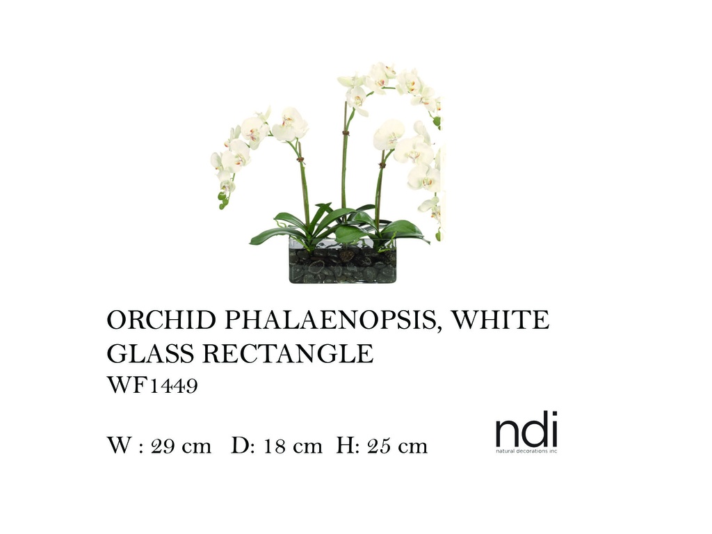 ORCHID PHALAENOPSIS, WHITE, GLASS RECTANGLE