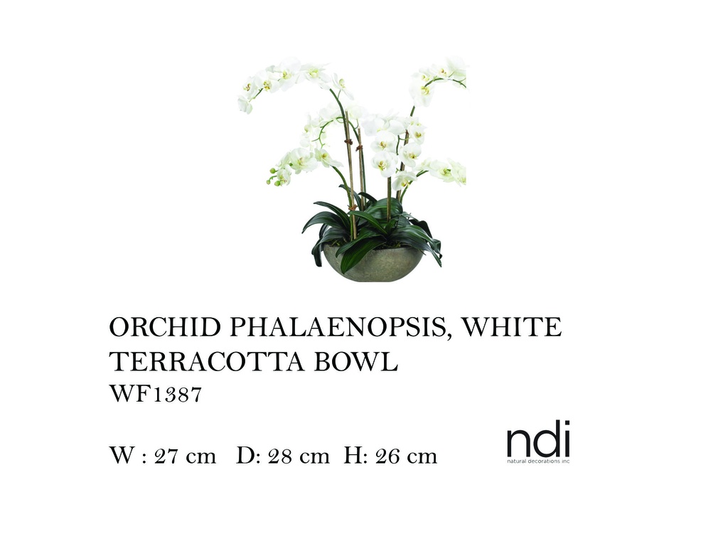 ORCHID PHALAENOPSIS, WHITE, TERRACOTTA BOWL,