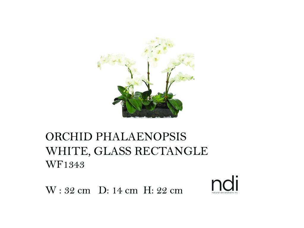 ORCHID PHALAENOPSIS, WHITE, GLASS RECTANGLE,