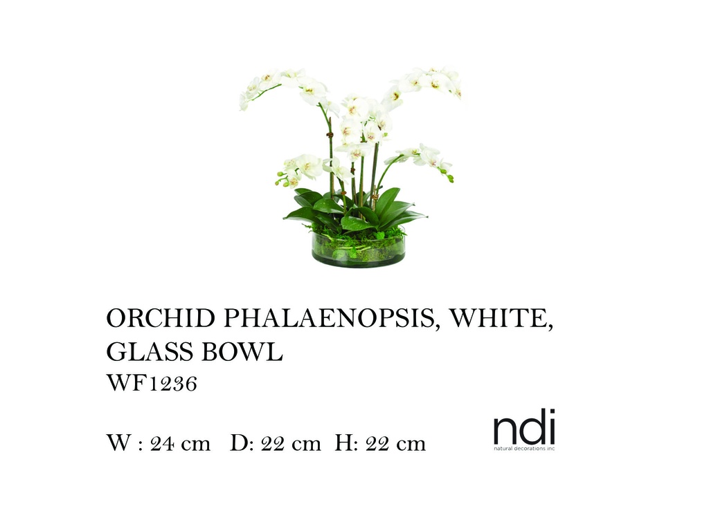 ORCHID PHALAENOPSIS, WHITE, GLASS BOWL