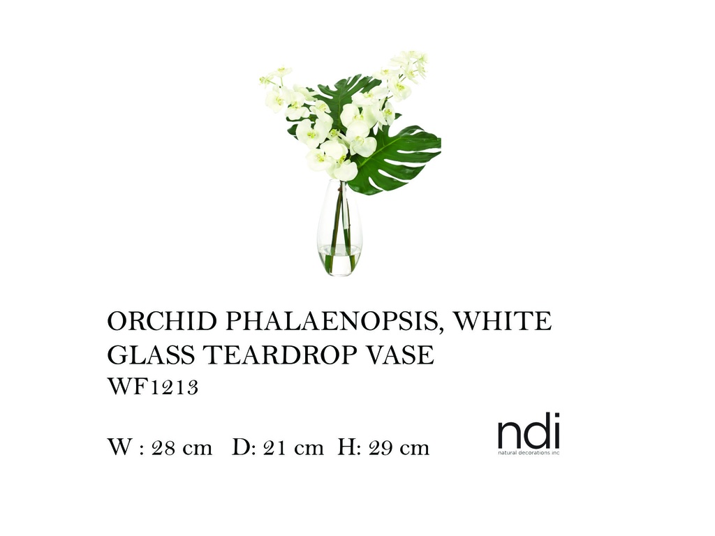 ORCHID PHALAENOPSIS, WHITE, GLASS TEARDROP VASE