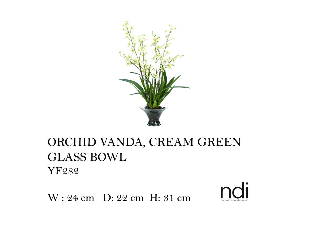 ORCHID VANDA, CREAM GREEN, GLASS BOW