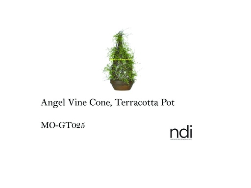 [MHT-001291] ANGEL VINE CONE, TERRACOTTA POT
