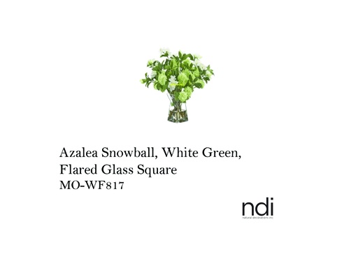 [MHT-001423] AZALEA SNOWBALL, WHITE GREEN, FLARED GLASS SQUARE