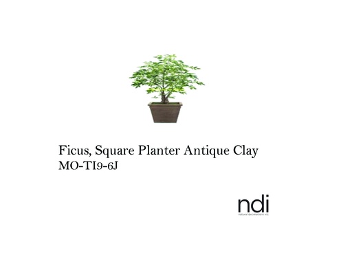 [MHT-002296] FICUS, SQUARE PLANTER ANTIQUE CLAY