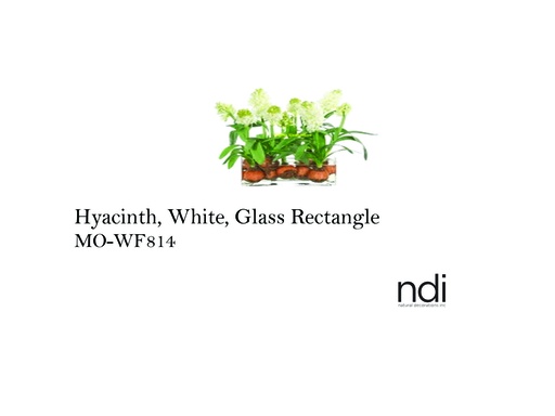[MHT-002492] HYACINTH, WHITE, GLASS RECTANGLE