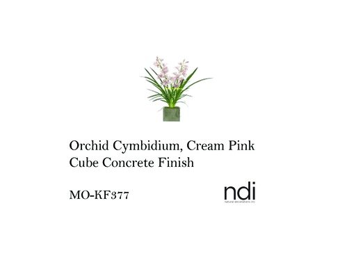 [MHT-002988] ORCHID CYMBIDIUM, CREAM PINK, CUBE CONCRETE FINISH