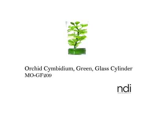 [MHT-002989] ORCHID CYMBIDIUM, GREEN, GLASS CYLINDER
