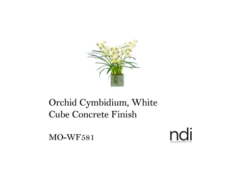 [MHT-002990] ORCHID CYMBIDIUM, WHITE, CUBE CONCRETE FINISH