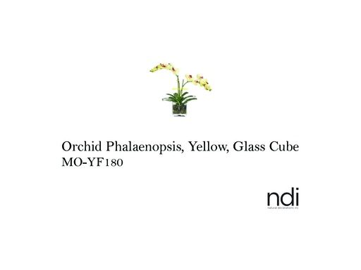 [MHT-002991] ORCHID PHALAENOPSIS YELLOW GLASS CUBE