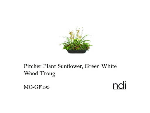 [MHT-003182] PITCHER PLANT SUNFLOWER, GREEN WHITE, WOOD TROUGH