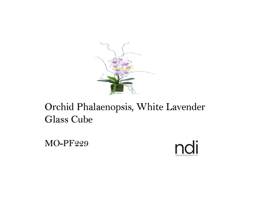 [MHT-004091] ORCHID PHALAENOPSIS, WHITE LAVENDER, GLASS CUBE