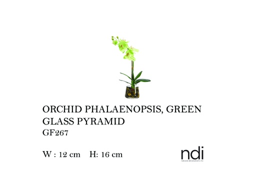 [MHT-004570] ORCHID PHALAENOPSIS PYRAMID