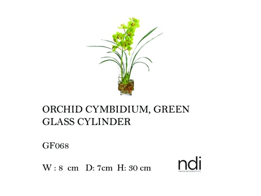 [MHT-004576] ORCHID CYMBIDIUM, GREEN, GLASS CYLINDER