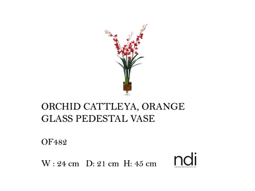 [MHT-004578] ORCHID CATTLEYA, ORANGE, GLASS PEDESTAL VASE