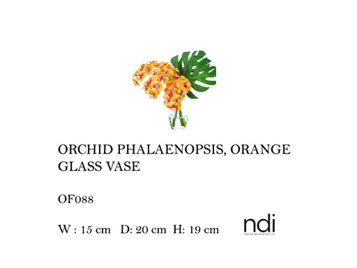 [MHT-004579] ORCHID PHALAENOPSIS, ORANGE, GLASS VASE