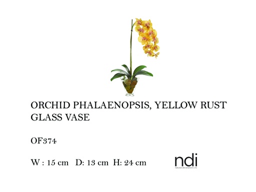 [MHT-004580] ORCHID PHALAENOPSIS, YELLOW RUST, GLASS VASE