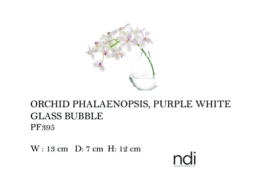 [MHT-004584] ORCHID PHALAENOPSIS, PURPLE WHITE, GLASS BUBBLE,
