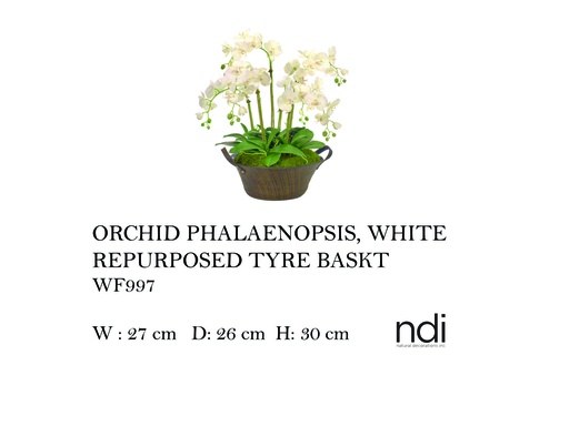 [MHT-004590] ORCHID PHALAENOPSIS, WHITE, REPURPOSED TYRE BASKT,