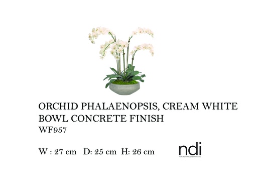[MHT-004591] ORCHID PHALAENOPSIS, CREAM WHITE, BOWL CONCRETE FINISH,