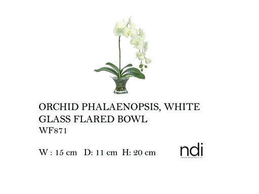 [MHT-004593] ORCHID PHALAENOPSIS, WHITE, GLASS FLARED BOWL,