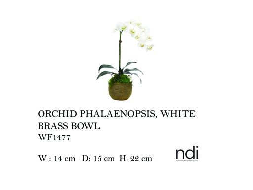 [MHT-004594] ORCHID PHALAENOPSIS, WHITE, BRASS BOWL