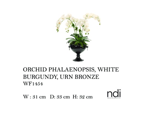 [MHT-004596] ORCHID PHALAENOPSIS, WHITE, PORCELAIN URN BLACK,