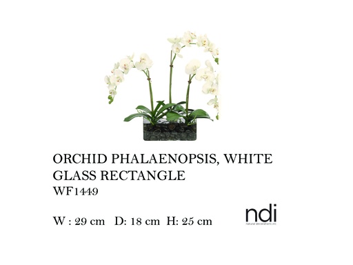 [MHT-004597] ORCHID PHALAENOPSIS, WHITE, GLASS RECTANGLE