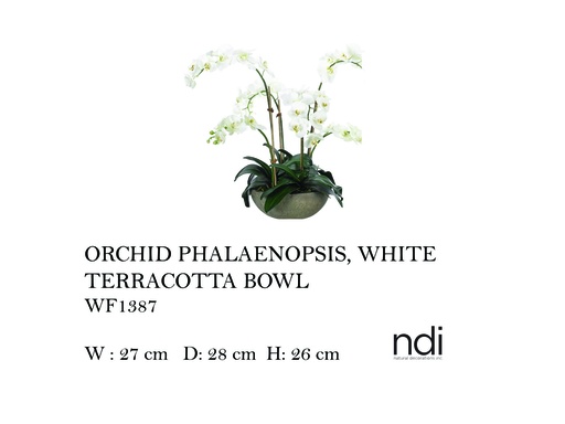 [MHT-004598] ORCHID PHALAENOPSIS, WHITE, TERRACOTTA BOWL,