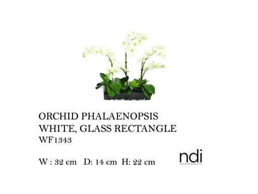 [MHT-004602] ORCHID PHALAENOPSIS, WHITE, GLASS RECTANGLE,