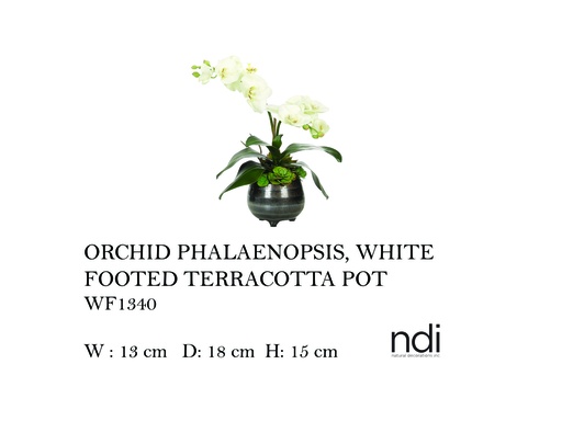 [MHT-004603] ORCHID PHALAENOPSIS, WHITE, FOOTED TERRACOTTA POT,
