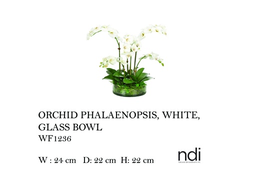 [MHT-004605] ORCHID PHALAENOPSIS, WHITE, GLASS BOWL
